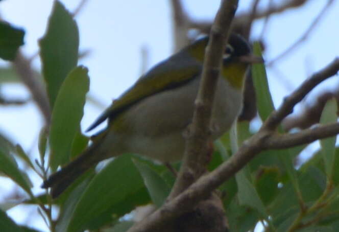 Image of Zosterops lateralis melanops Gray & GR 1860