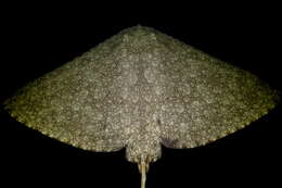 Image of Spiny Butterfly Ray