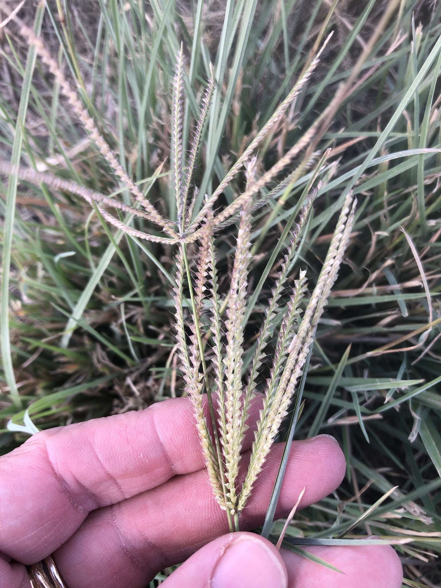 Image of windmill grass