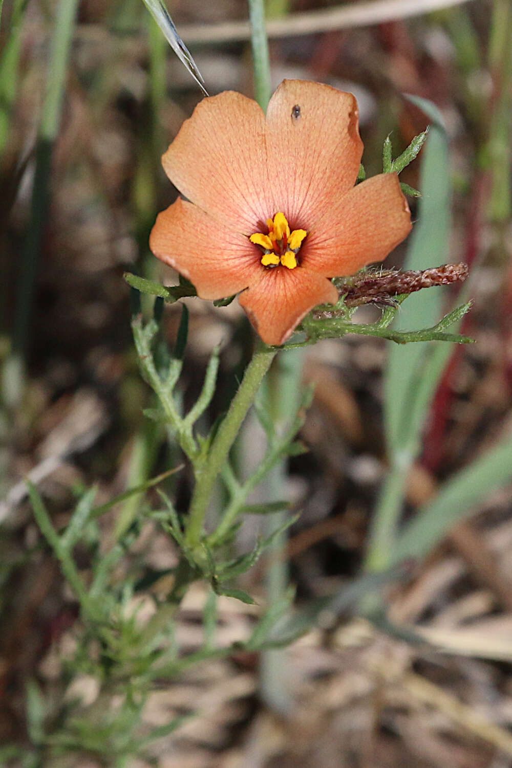 Image of Turnera sidoides L.