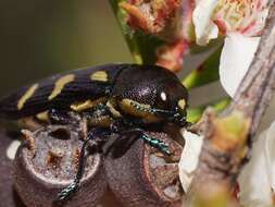 Image of Castiarina tasmaniensis (Barker 1986)