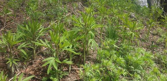 Image of Aleutian ragwort