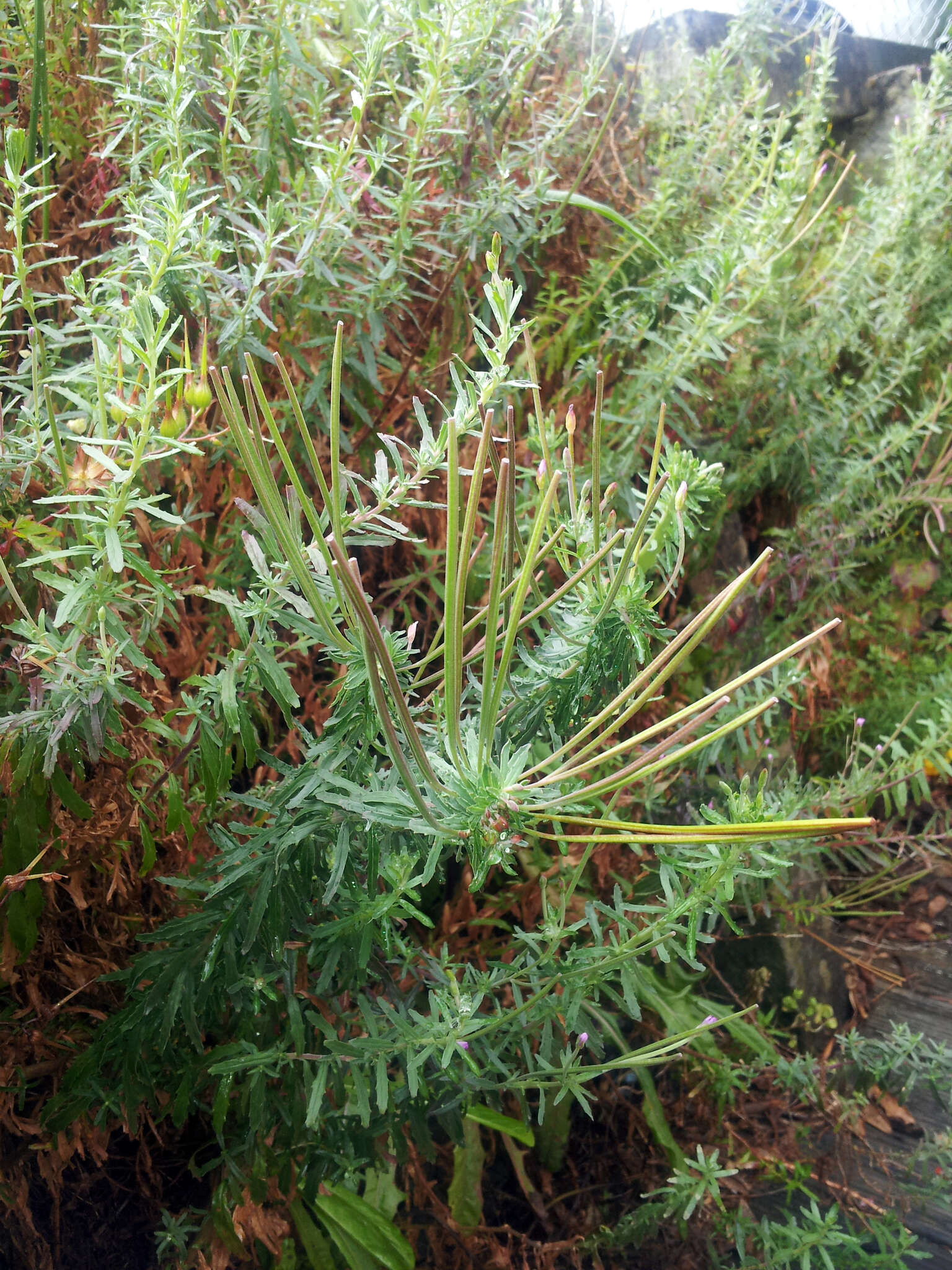 Image of Epilobium billardiereanum subsp. cinereum