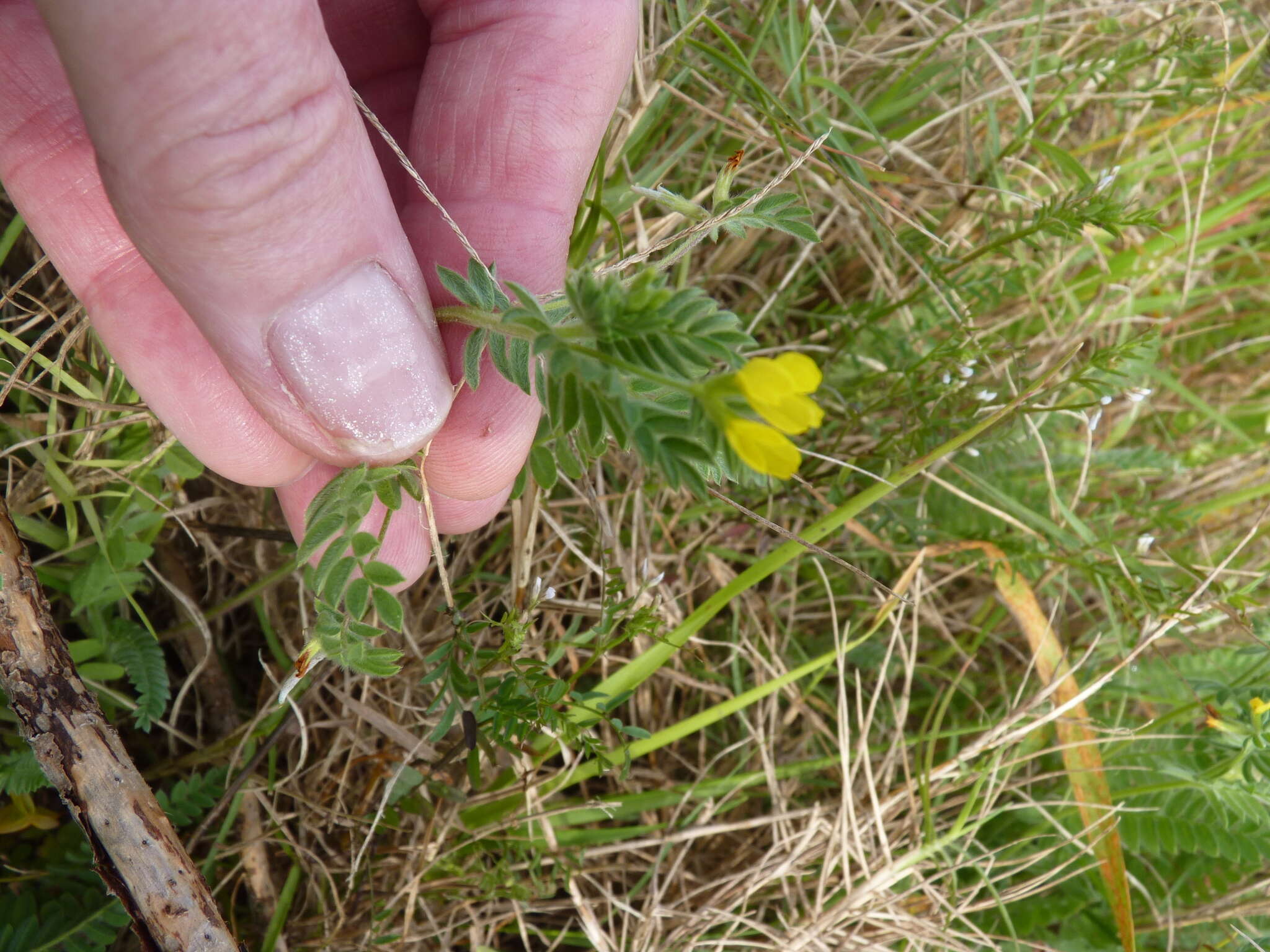 Plancia ëd Ornithopus compressus L.