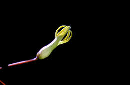 Imagem de Riocreuxia polyantha Schltr.