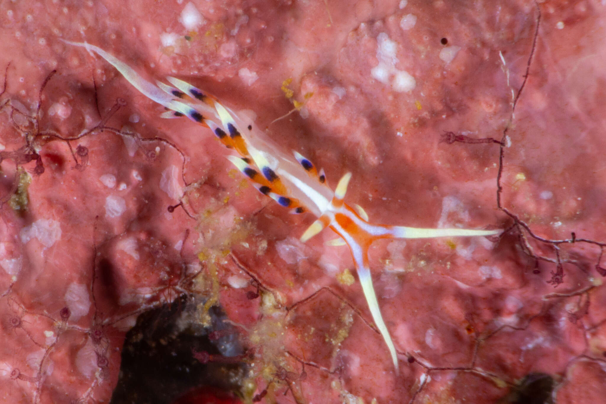 Image of White tipped red and white slug