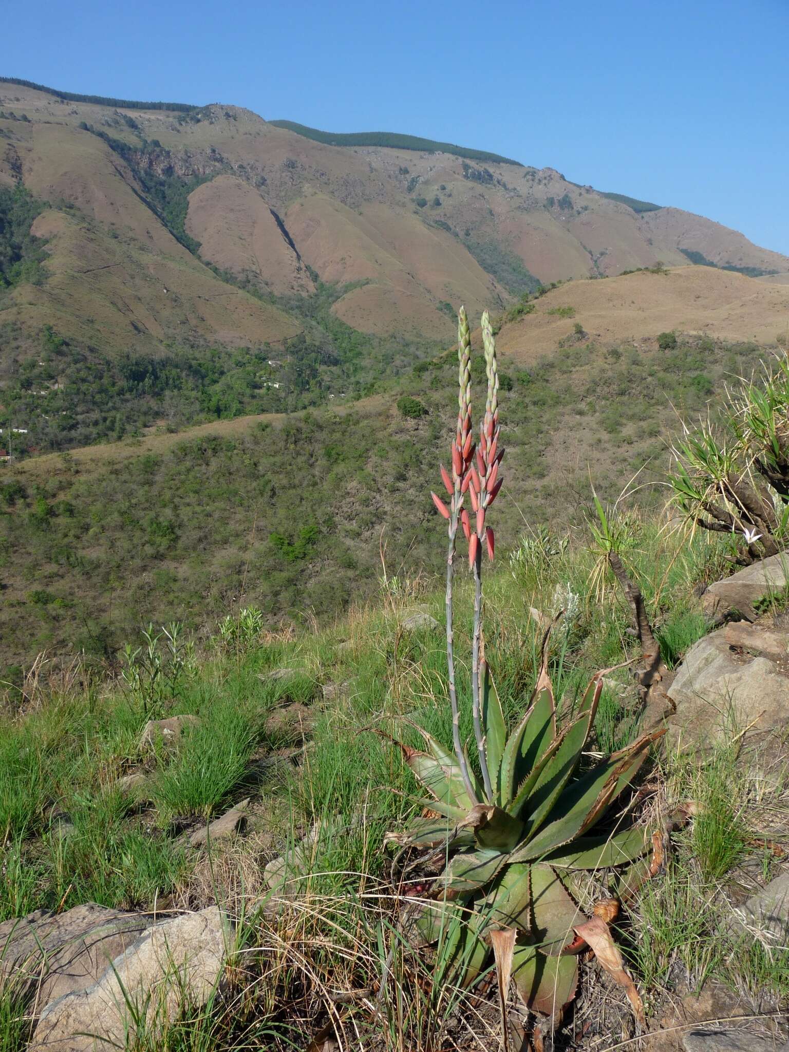 Image of Aloe thorncroftii Pole-Evans