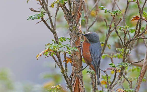 Image of Giant Conebill