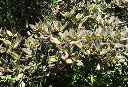 Image of Rhododendron rubropilosum var. taiwanalpinum (Ohwi) S. S. Ying