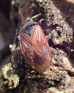 Image of Melanocoris nigricornis Van Duzee 1921