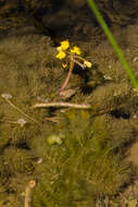 Utricularia foliosa L. resmi