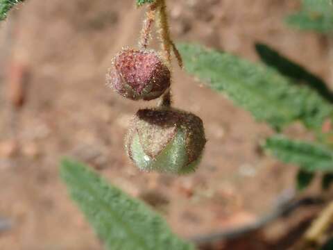 Image of Seringia corollata Steetz