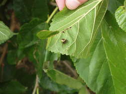 Image of Shiny crab-spider