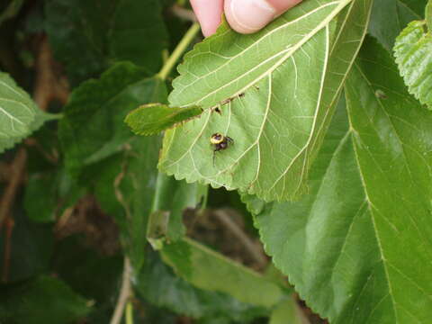 صورة Synema globosum (Fabricius 1775)