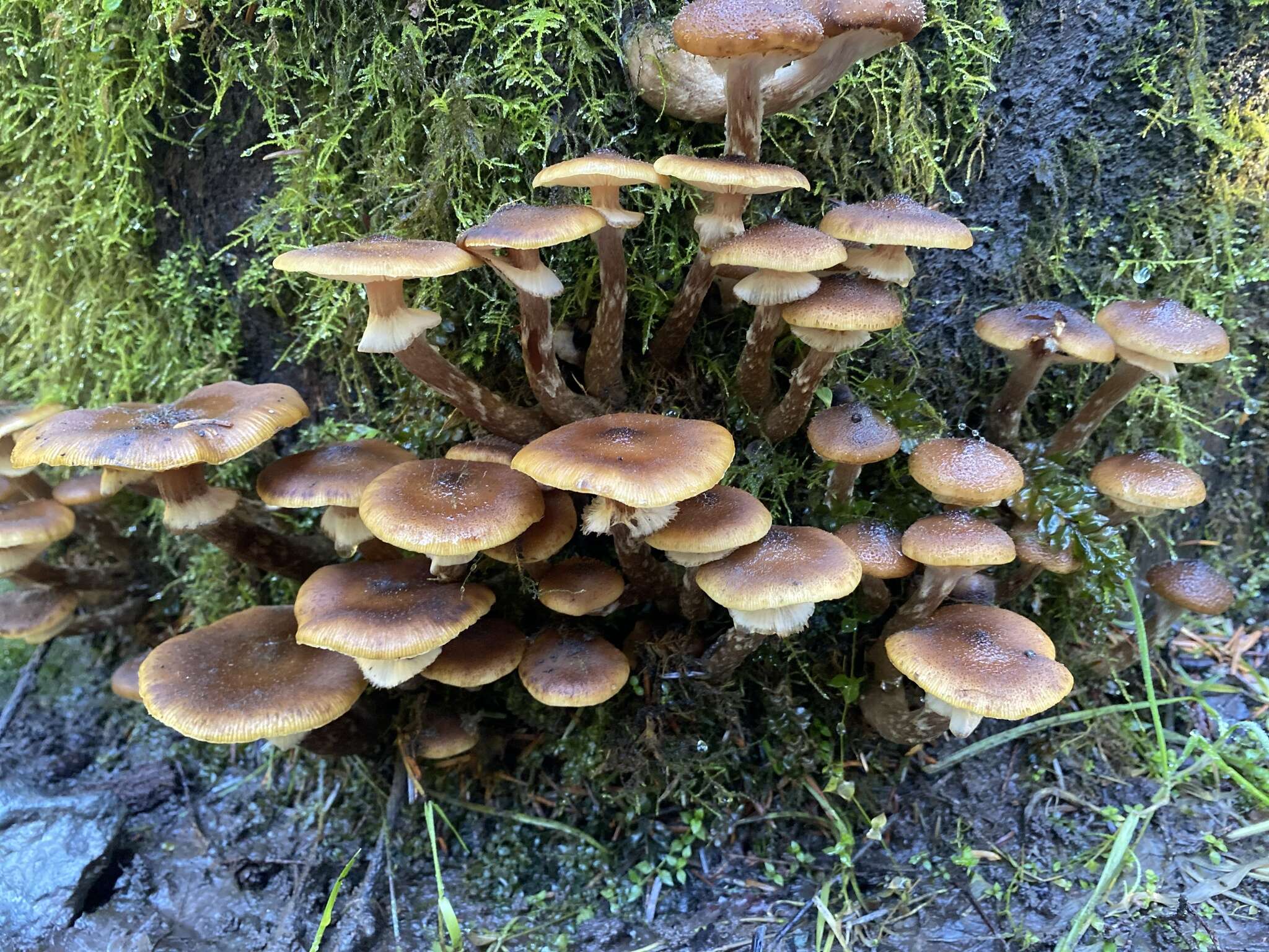 Image of Armillaria nabsnona T. J. Volk & Burds. 1996