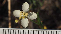 Image of narrowleaf suncup