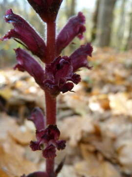 Imagem de Orobanche laxissima Uhlich & Rätzel