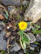 Plancia ëd Sonchus arvensis subsp. humilis (N. I. Orlova) N. N. Tzvel.