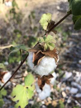 Image of Gossypium herbaceum subsp. africanum (Watt) Vollesen