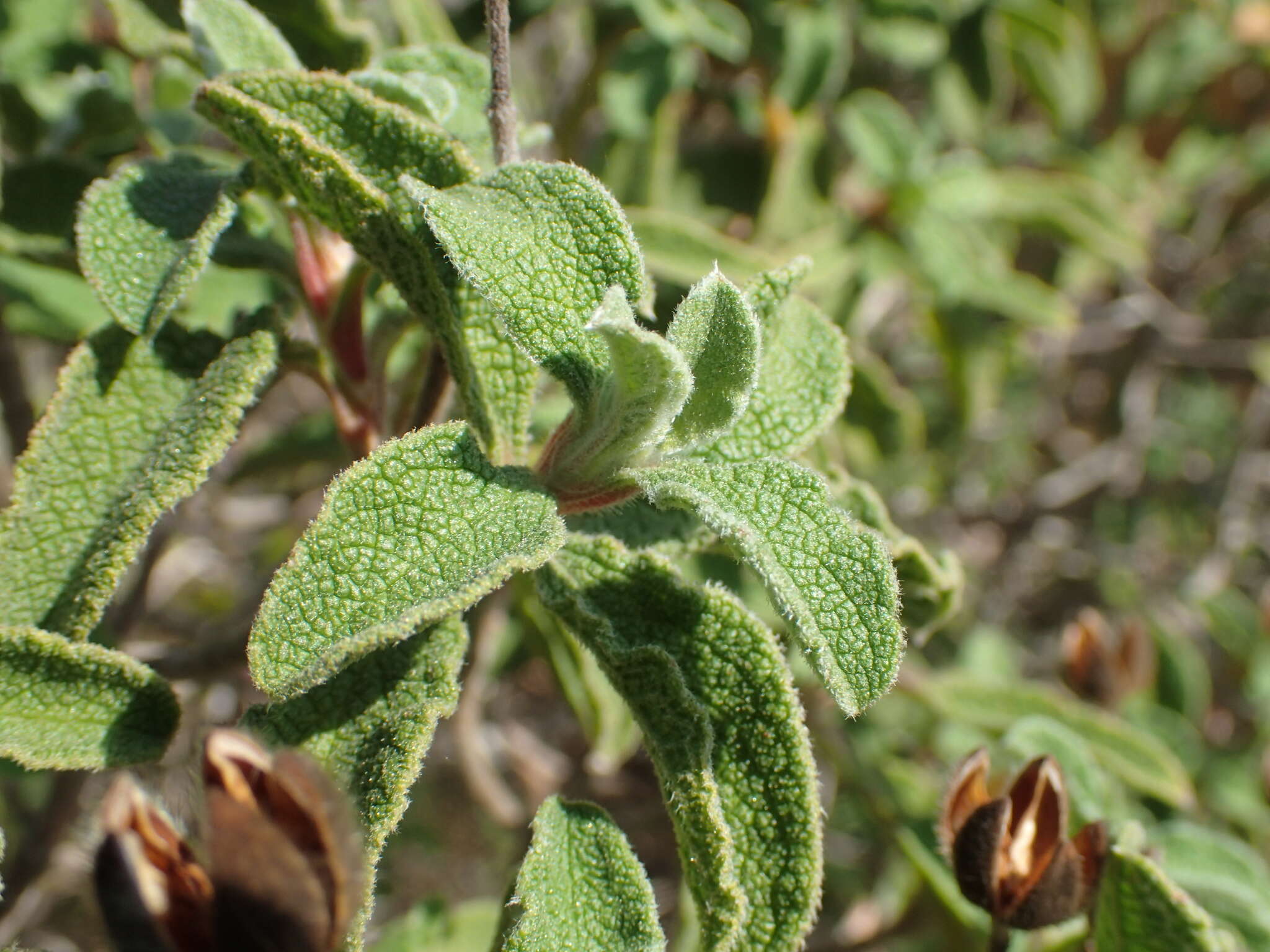 Image of hairy rockrose