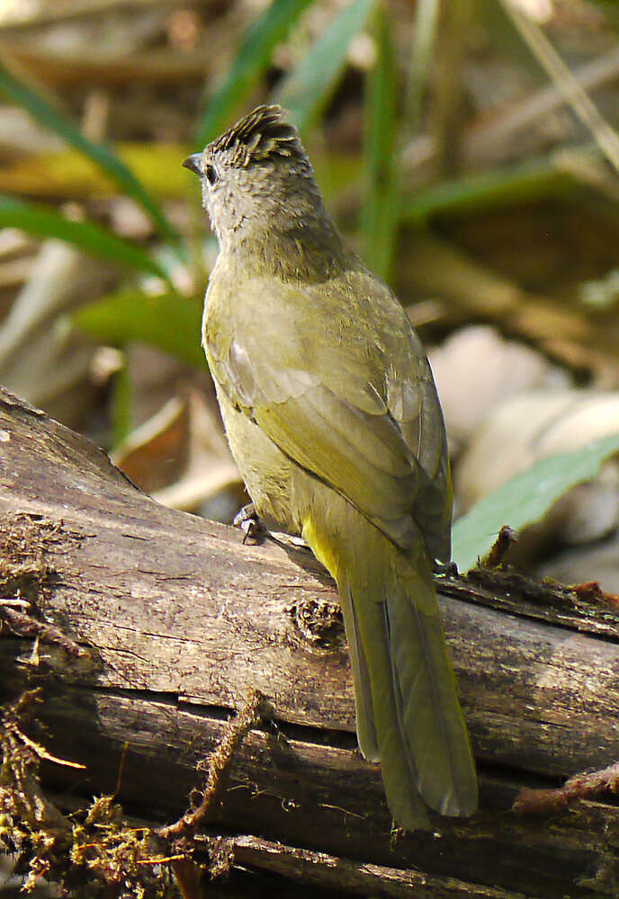 Image of Flavescent Bulbul