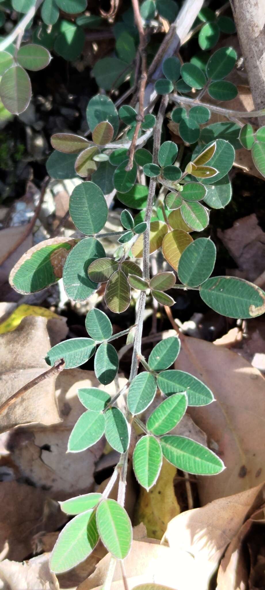 Image of Lespedeza chinensis G. Don