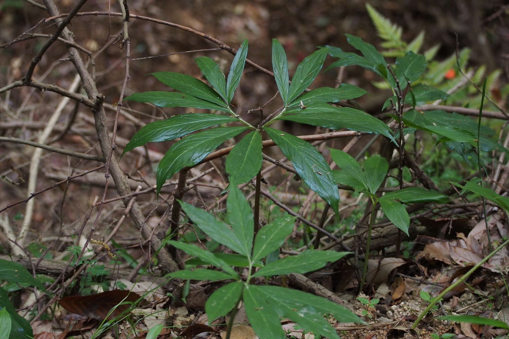 Arisaema thunbergii subsp. urashima (H. Hara) H. Ohashi & J. Murata的圖片