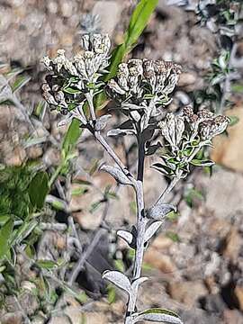 Image of Plecostachys polifolia (Thunb.) O. M. Hilliard & B. L. Burtt