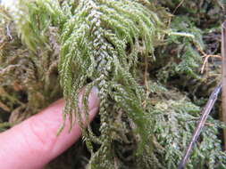 Image of thamnobryum moss