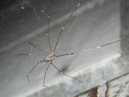 Image of Cellar spider