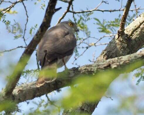 Imagem de Accipiter madagascariensis Verreaux & J 1833