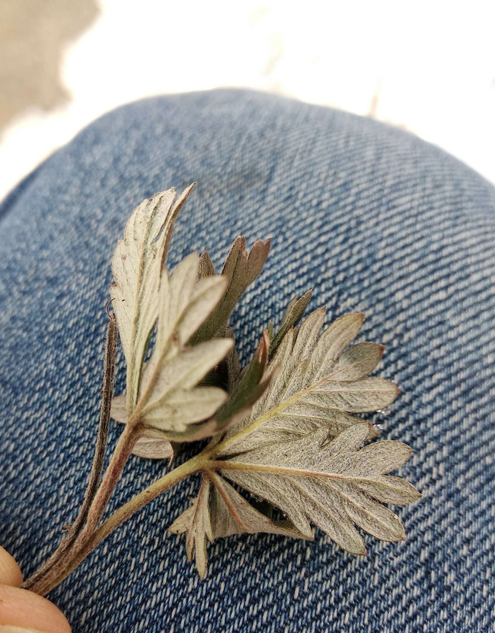 Image of palmleaf cinquefoil