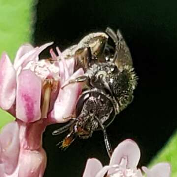 Image de Lasioglossum pectorale (Smith 1853)