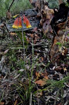 Image of Blandfordia grandiflora R. Br.