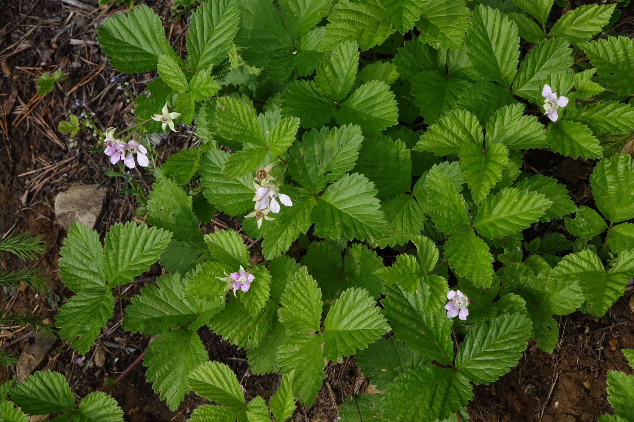 Image of Rubus × castoreus