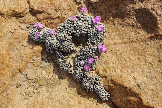 Image of Conophytum minutum var. minutum