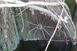 Image of Dolomedes okefinokensis Bishop 1924