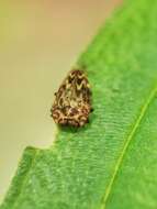 Image of Habroloma lepidopterum (Deyrolle 1864)