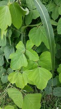 Image of kudzu