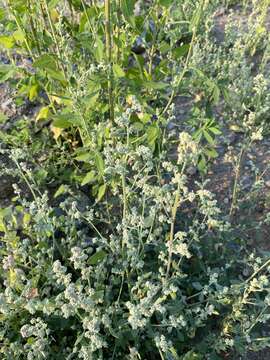 Plancia ëd Chenopodium prostratum Bunge ex Herder