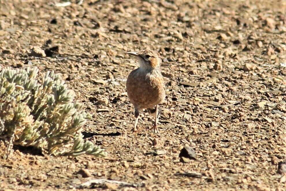 Imagem de Chersomanes albofasciata kalahariae (Ogilvie-Grant 1912)