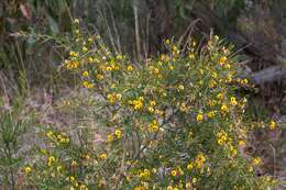 Bossiaea linophylla R. Br. resmi