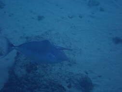 Image of Humpback Unicornfish