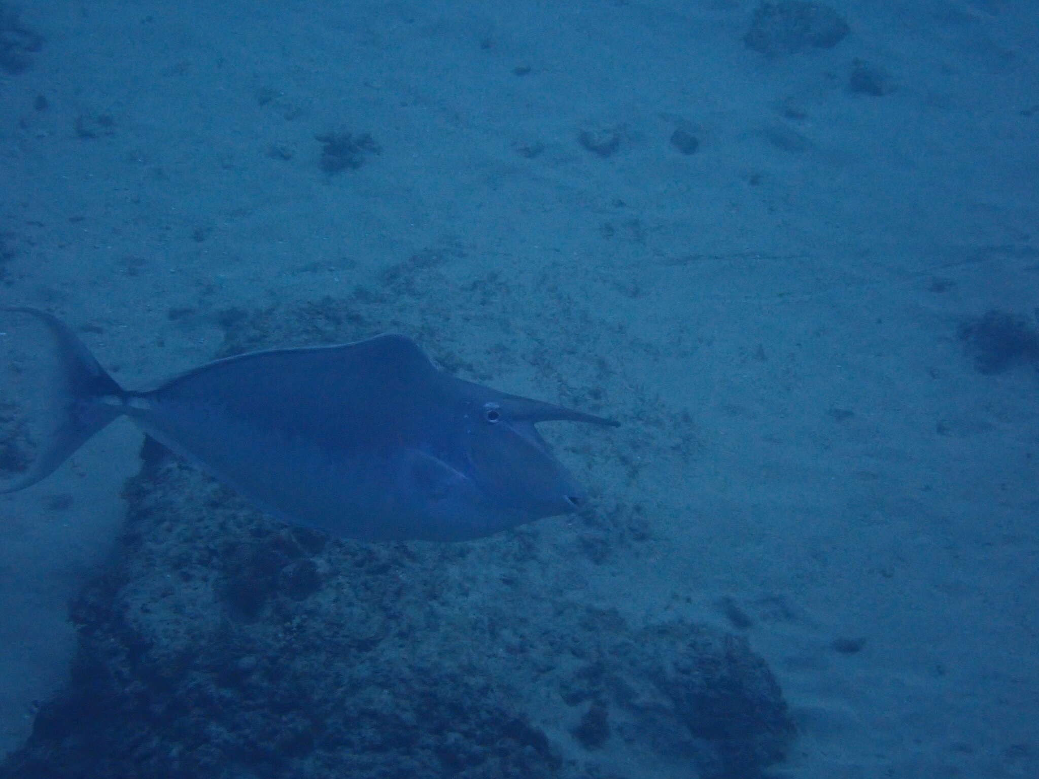 Image of Humpback Unicornfish