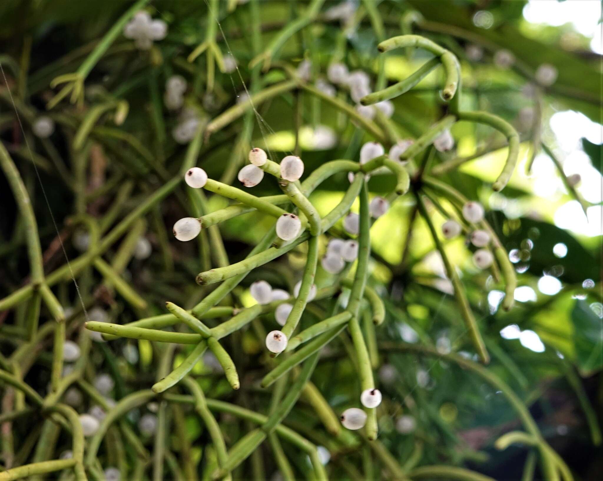 Image of Rhipsalis baccifera subsp. mauritiana (DC.) Barthlott