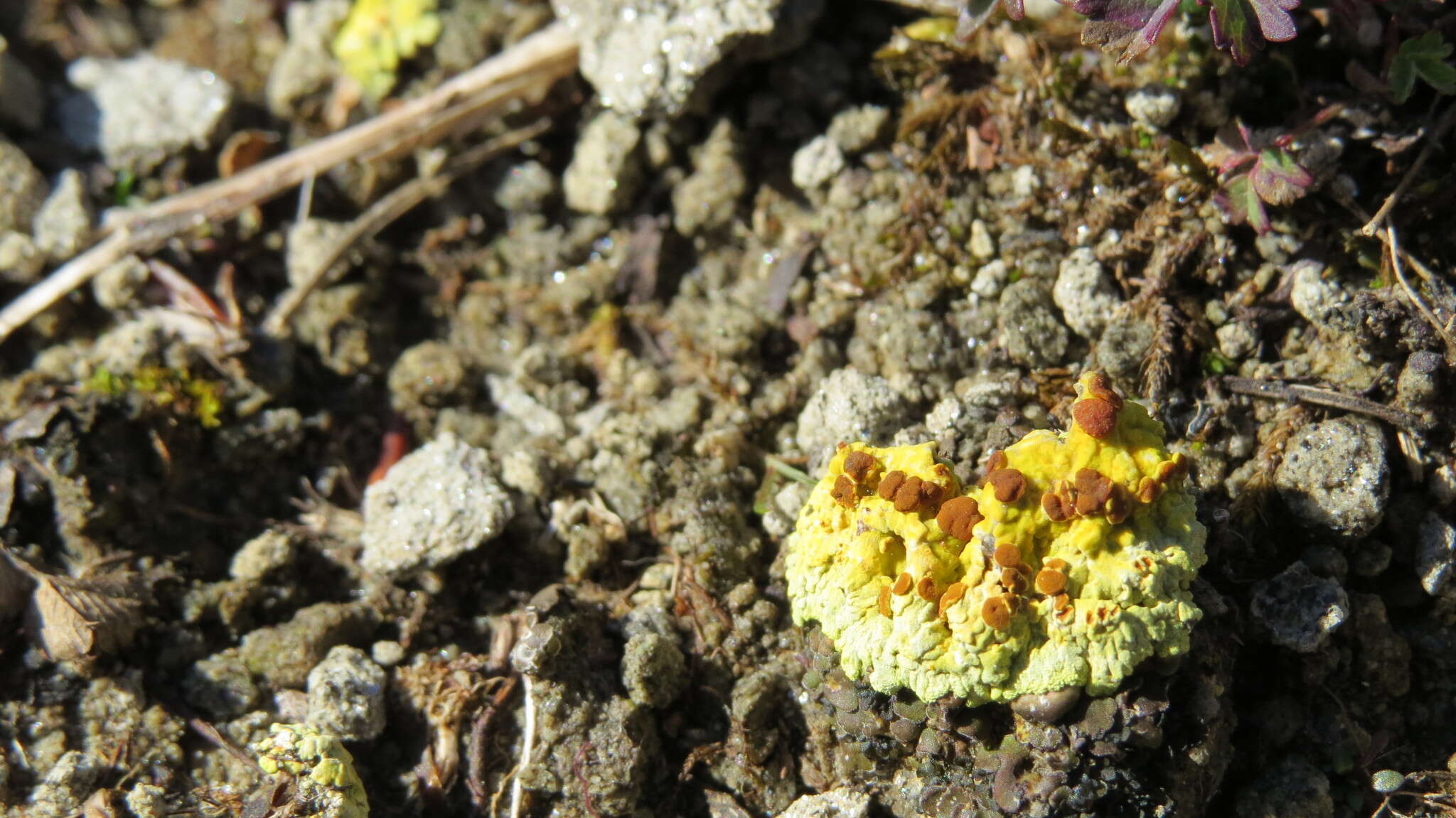 Image de Fulgensia bracteata (Hoffm.) Räsänen