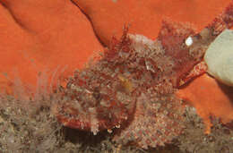 Image of Eastern Red scorpionfish