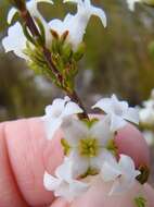 Image of Erica denticulata var. denticulata