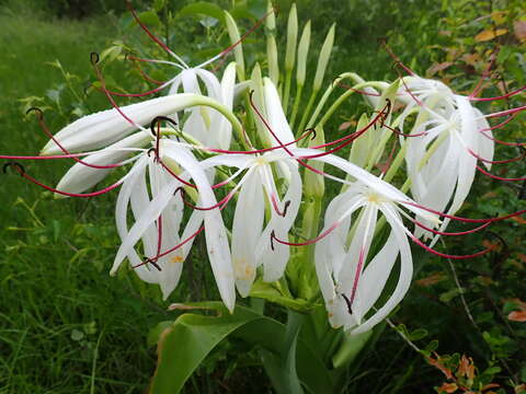 Image of Crinum firmifolium Baker