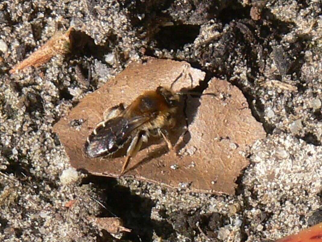 Image of Long-lipped Andrena